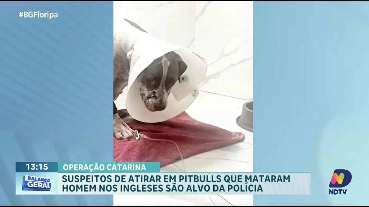 Polícia Civil realiza ação contra suspeitos de atirar em pitbulls que mataram homem nos Ingleses