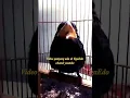 Download Lagu Tengkek buto speed rapat , durasi panjang