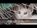 ASPCA commercial with the wrong music