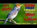 Download Lagu Suara Prenjak Kepala Merah ll Prenjak Liar langsung Nyaut
