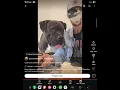 Download Lagu gestromter Cane Corso VS Rosé farbender FABIGER