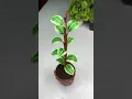 Download Lagu Diy Plant making with masking tape ☘️ artificial plant #shorts #short