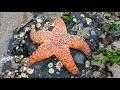 Exploring the Oregon Coast at Low Tide Cannon Beach Adventure