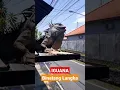Download Lagu BINATANG LANGKA HEWAN LANGKA IGUANA