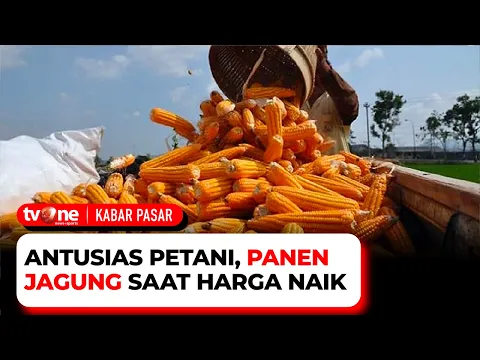 Berlangsung Saat Harga Naik, Panen Jagung Disambut Antusias Para Petani