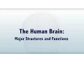 The Human Brain Major Structures and Functions