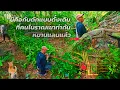 Download Lagu ผู้เฒ้า2คนโชว์ทำกับดักแบบดั้งเดิมหมานแลน/ຫ້າງແຫ້ວໄມ້ປີ້ງຫມານແລນ17 สิงหาคม ค.ศ. 2025