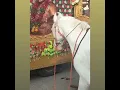 Horse shown respect towards Shivaji Maharaj||Shivaji Maharaj status||Shivjayanti status