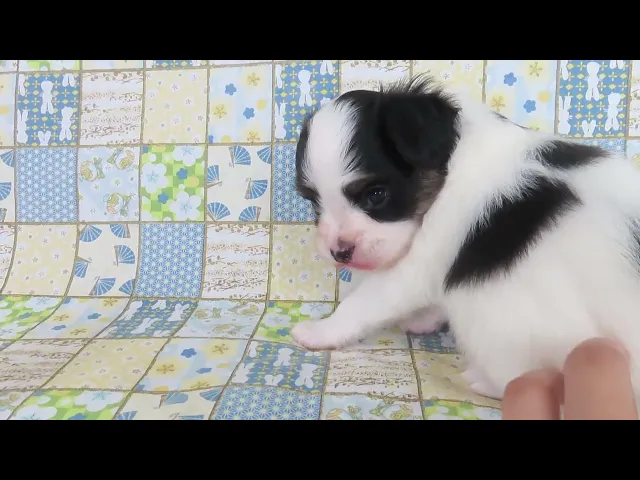 動画