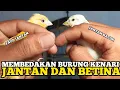 Download Lagu Cara membedakan burung kenari jantan dan betina 