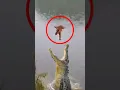 Download Lagu Monkey Falls From The Tree 😰
