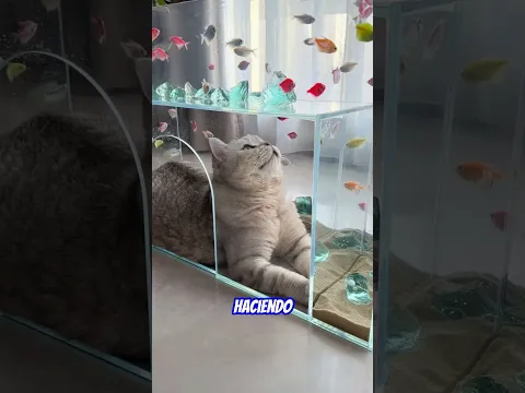 El gato se mudó con los peces 😂