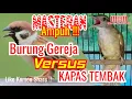 Download Lagu masteran burung gereja tarung vs kapas tembak gacor full durasi sejam non stop!