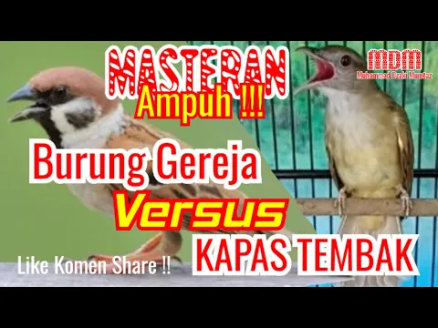 Download MP3 masteran burung gereja tarung vs kapas tembak gacor full durasi sejam non stop!