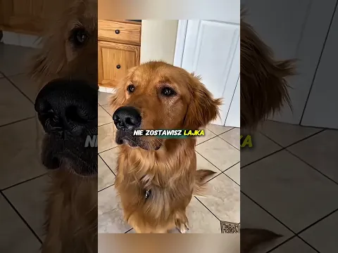 Never feed your dog these itemsโ๐๐ฑ