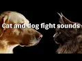 Cat and dog fight sounds