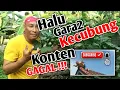 Download Lagu jejak si gundul trans7-MABOK KECUBUNG