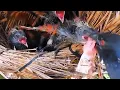 Download Lagu TIKUS TERAKHIR UNTUK ANAK BURUNG DEWASA