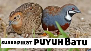 Download SUARA PIKAT PUYUH BATU | PIPIKAU | BUTTON QUAIL MP3