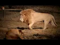 You Are Born From the Wind: The Tiger No Hunter Could Catch