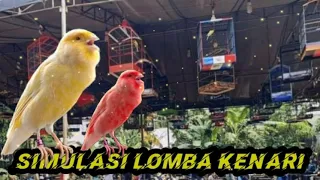 simulasi lomba kenari untuk pancingan kenari muda