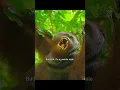 Download Lagu Is there really no one of the opposite sex living nearby? Hello?#wildlife #shorts #animals #video