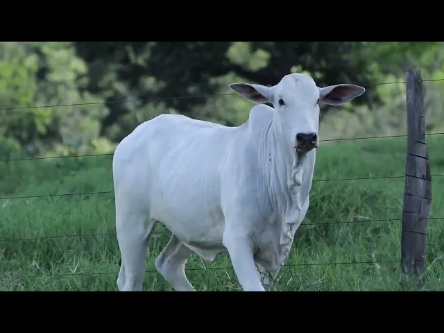 Novilha Nelore NBEM - 474