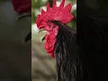 Download Lagu Ayam jantan berkokok | Ayam jantan berkokok di pagi hari | Suara ayam jantan