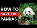How We Can Save Pandas from Extinction Before It s Too Late