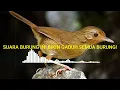 Download Lagu SUARA BURUNG WAMBI MINI RIBUT SEKALI,BIKIN EMOSI BURUNG LAIN!
