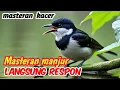 Masteran Kacer Durasi Panjang | Isian Burung Juara Nasional Terpopuler
