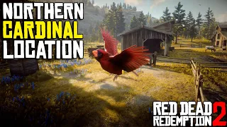 Northern Cardinal Bird Location in RDR2 - Easy Quick Guide