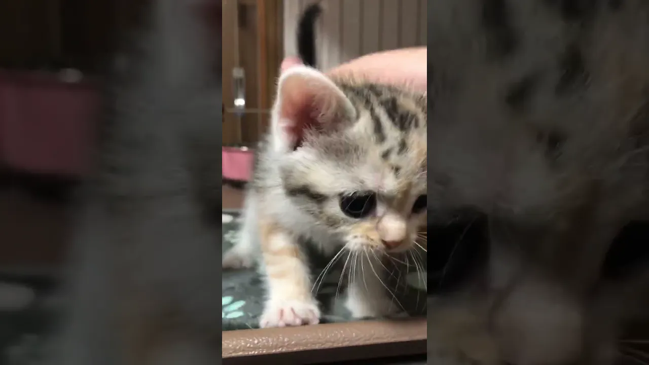 動画