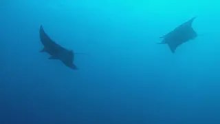 E19 – Diving with Manta Rays, Goodbye Emma & Robbie