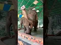 Download Lagu ADA GAJAH DI BALIK BATU . Taman Safari Bogor . INDONESIA