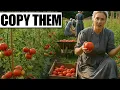 Download Lagu I Grew Giant Tomatoes Using Amish Secret.