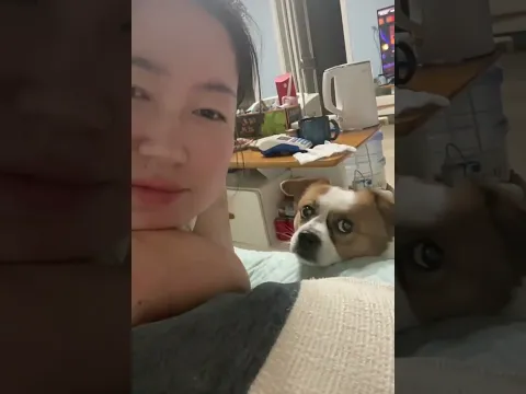Try Not To Laugh Funny Dogs Shorts Videos Latest Dogs Shorts 🐶😂😂 -EPS1362 #funnydogs