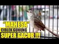 Download Lagu MASTERAN CIBLEK GUNUNG KONSLET