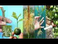 Finally Showing You Collection of technical s and tips for propagating lemon trees 100 success