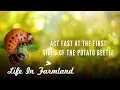 A Couple Organic Methods To Deal With Potato Bugs Beetles