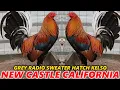 QUALITY New Castle Farm California Joe Brown Hatch Sweater Radio Roundhead Grey Beautiful Birds