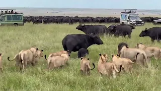 LION PRIDE AGAINST HUNDREDS OF BUFFALOES 