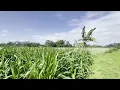 Romantic Instrumental Music That Makes You Love Life, Sweet Relaxing Guitar Music