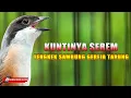 Download Lagu CENDET GACOR SPESIAL KUNTI MENJERIT SAMBUNG TENGKEK DAN GEREJA TARUNGGG