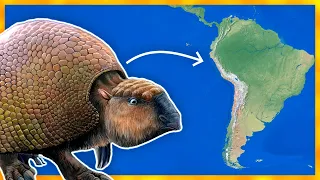 The Mysterious Evolution of Armadillos