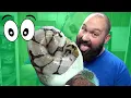 Baby Ball Pythons hatching World s Firsts