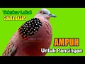Download Lagu TEKUKUR GACOR Suara Merdu - PANCINGAN AMPUH MEMANGGIL LAWAN BUNYI