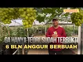 Download Lagu Bukti Nyata! Ga Pakai Lama, Baru 6 Bulan Anggur Udah Pamer Bunga