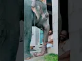 Download Lagu #Srirangam temple  A bond that is beyond words.... 🐘💞 #elephant