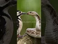 Download Lagu burung pelatuk vs cobra #burungpelatuk #birds #cobra #snake #animals